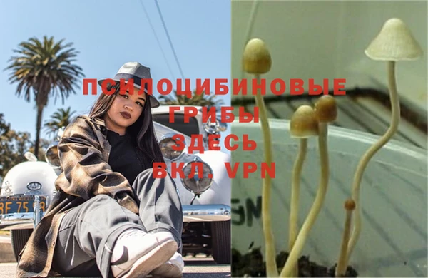 эйфоретик Аркадак